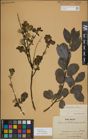 Foto von Salix myrsinifolia Salisb.